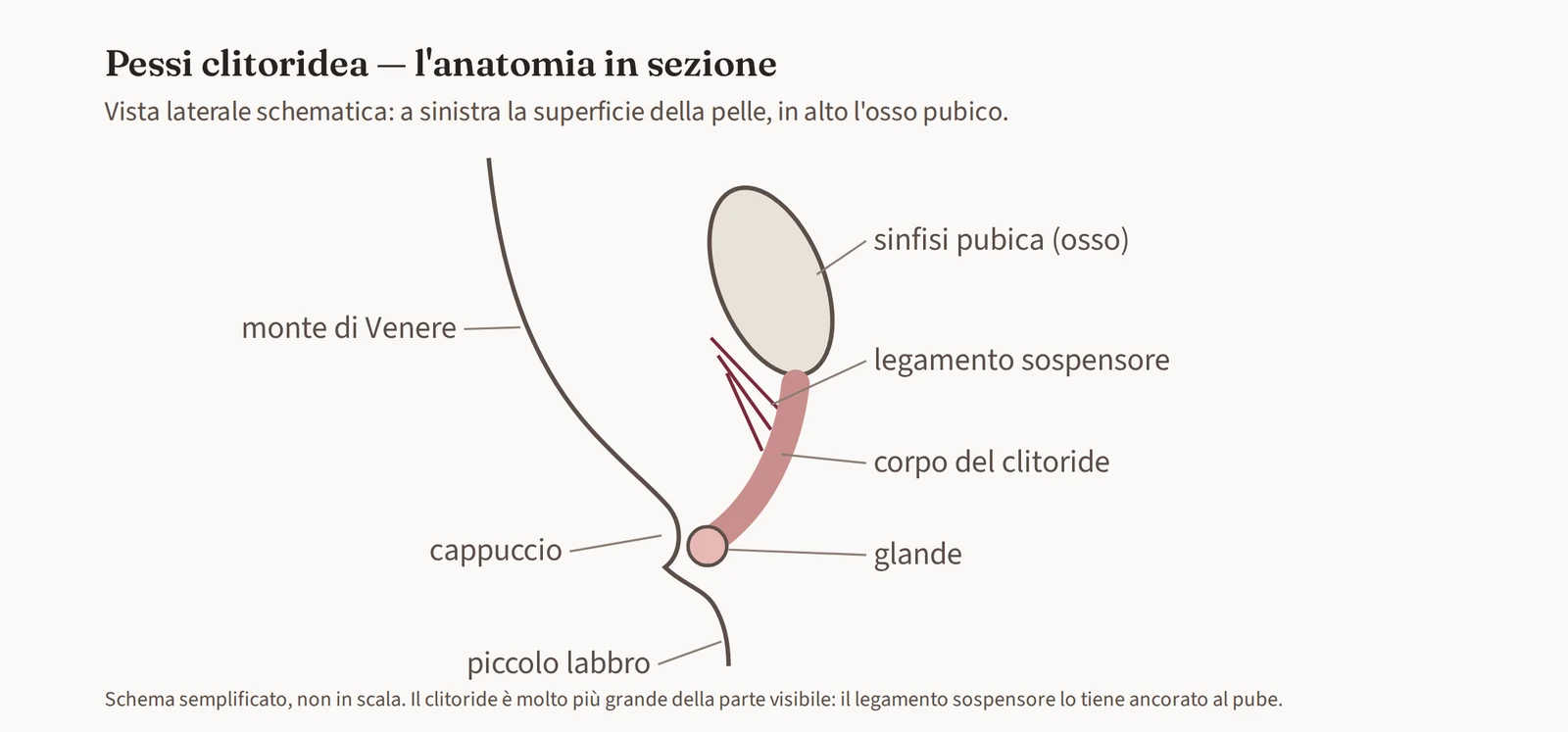 Schema in sezione laterale dell'anatomia del clitoride: sinfisi pubica, legamento sospensore, corpo e glande del clitoride, cappuccio, monte di Venere e piccolo labbro